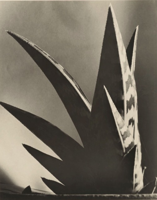 nevver:  Flora and fauna, Imogen Cunningham adult photos