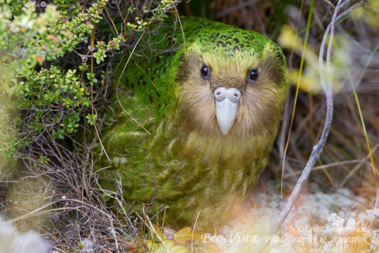 silverhawk:  silverhawk:   i GENUINELY would like you all to look at the kakapo, this BEAUTIFUl, gorgeous, outstanding, wonderful bird……. ….and who is sadly the butt of so many jokes in the bird community, because its the worlds only flightless