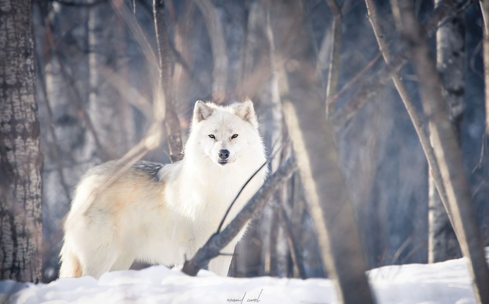 wolfsheart-blog:Beautiful Wolf by   Arnaud camel