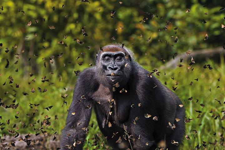 Fragility and might (Gorilla engulfed in a mass of butterflies in the Dzanga-Sangha