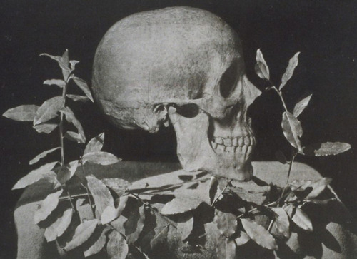 Anonymous - Il medesimo teschio di Raffaelle veduto di profilo (Raphael’s True Skull, Seen in 