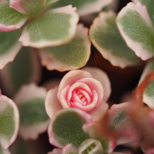 yadira-plants-are-friends: Kalanchoe variegata soo cute.