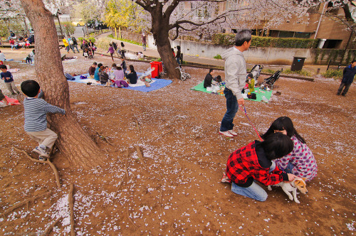  Under the Sakura.At a secret spot in Tokyo. No loud drunks, just families, often three generat