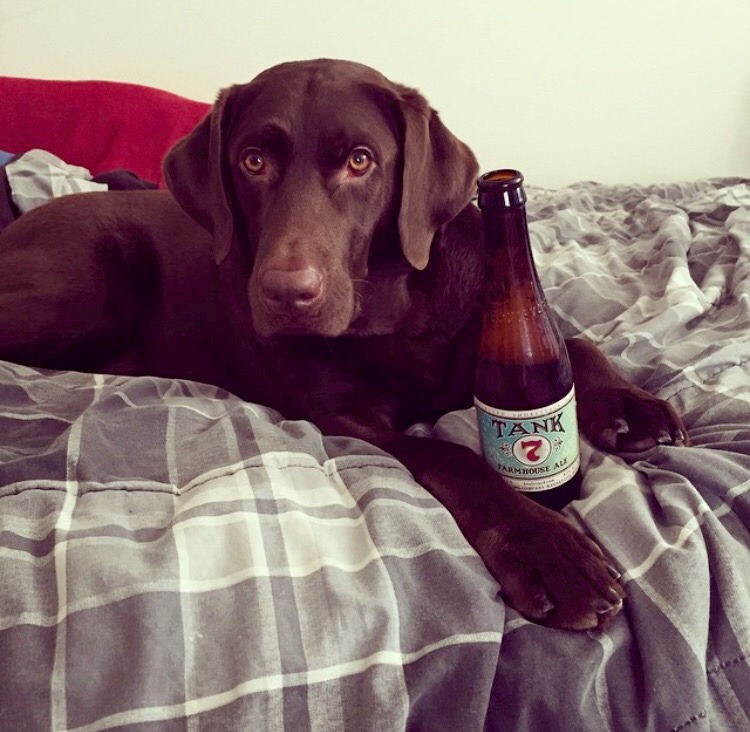 handsome dogs for you in these trying times