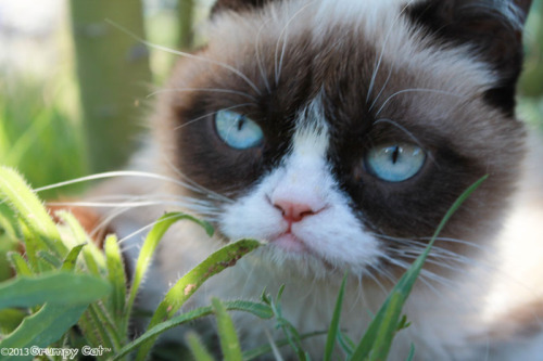 tardthegrumpycat:  The Daily Grump | March 19, 2013
