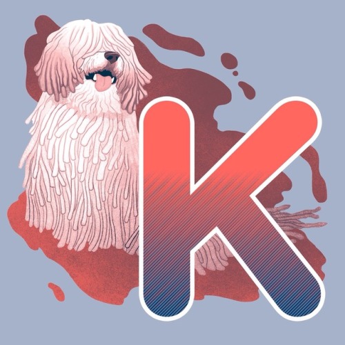 K is for… Komondor!