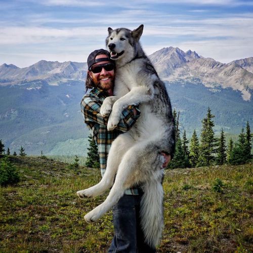 asylum-art-2:  Man takes his dogs on an amazing photographic journey   Breakin’ Hearts,  Facebook,  Instagram Loki  is a wolfdog — husky, arctic wolf, malamute mix — who lives in Colorado  with his owner, Kelly Lund. From hanging out in a backpacking