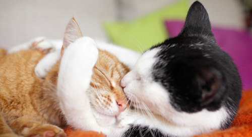 things-and-stuff-etc: de-lila-a-medio-dia: Cats in love.  ♥ ✨Relationship Goals✨