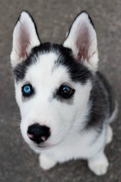 ilaurens:  Puppy Dog Eyes - By: (Don Mason)