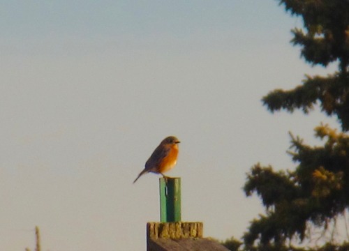 Saw some birds on my walk Friday: bluebird, white-breasted nuthatch, and house finch.Is that a heart