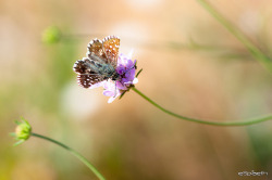 missatombomb:  Grizzled skipper * Hespérie