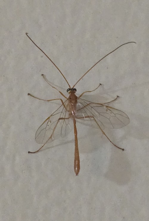 U Guys Ever See A Wasp That Doesn't Sting......well Now U Have :^)