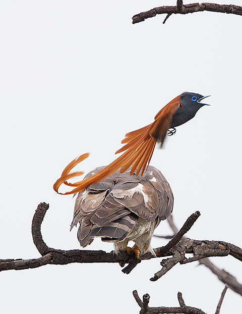 African paradise flycatcher attacking an African cuckoo-hawk, Warwick Arboton
