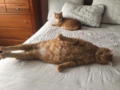 catasters: Mood. 