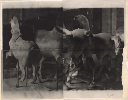 alfiusdebux:  Deborah Turbeville 