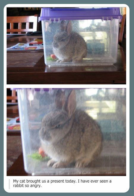 Shannon Peebles さんの Rabbit, Rabbit ボードのピン | Pinterest