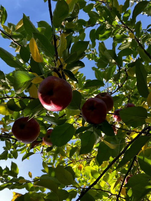 Went Apple Picking, Yall