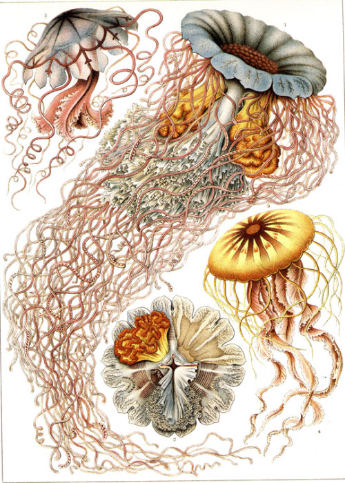 theolduvaigorge:wolfgirlskye:Ernst Haeckel pieces.Purchase for the history or the illustrations?