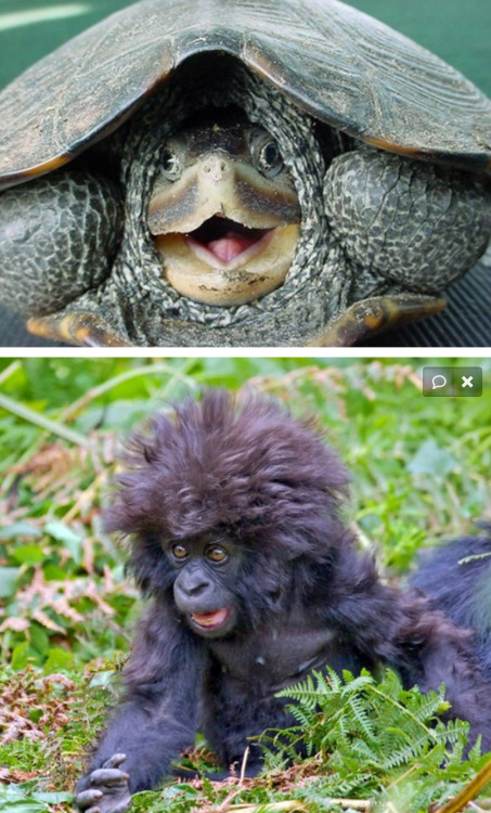 Porn Pics tastefullyoffensive:  Shocked Animals [x]Previously: