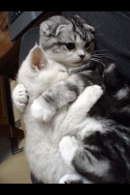 XXX Cute Cats Aww photo