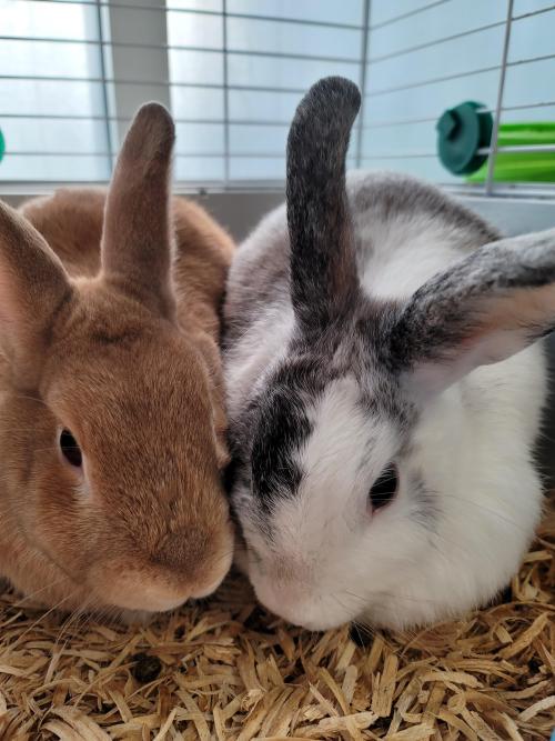 rabbitsoverload: Finally did it and rescued this beautiful couple. ❤