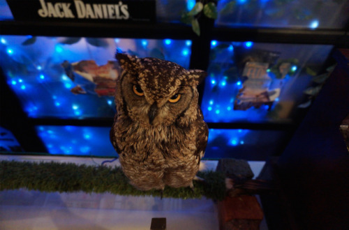 Akihabara’s Owl no Mori Owl Cafe! There’s a new flock of hooters in town, and they are all per