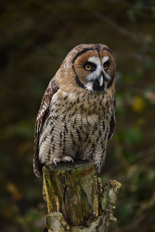 effervescentaardvark:Brown wood owl (my photos)