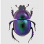 beetlebugbluesthings