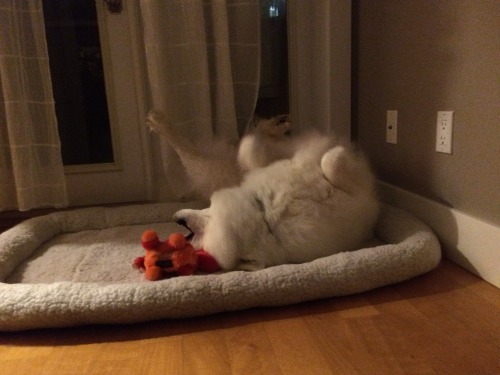 skookumthesamoyed: Baby can’t get comfy