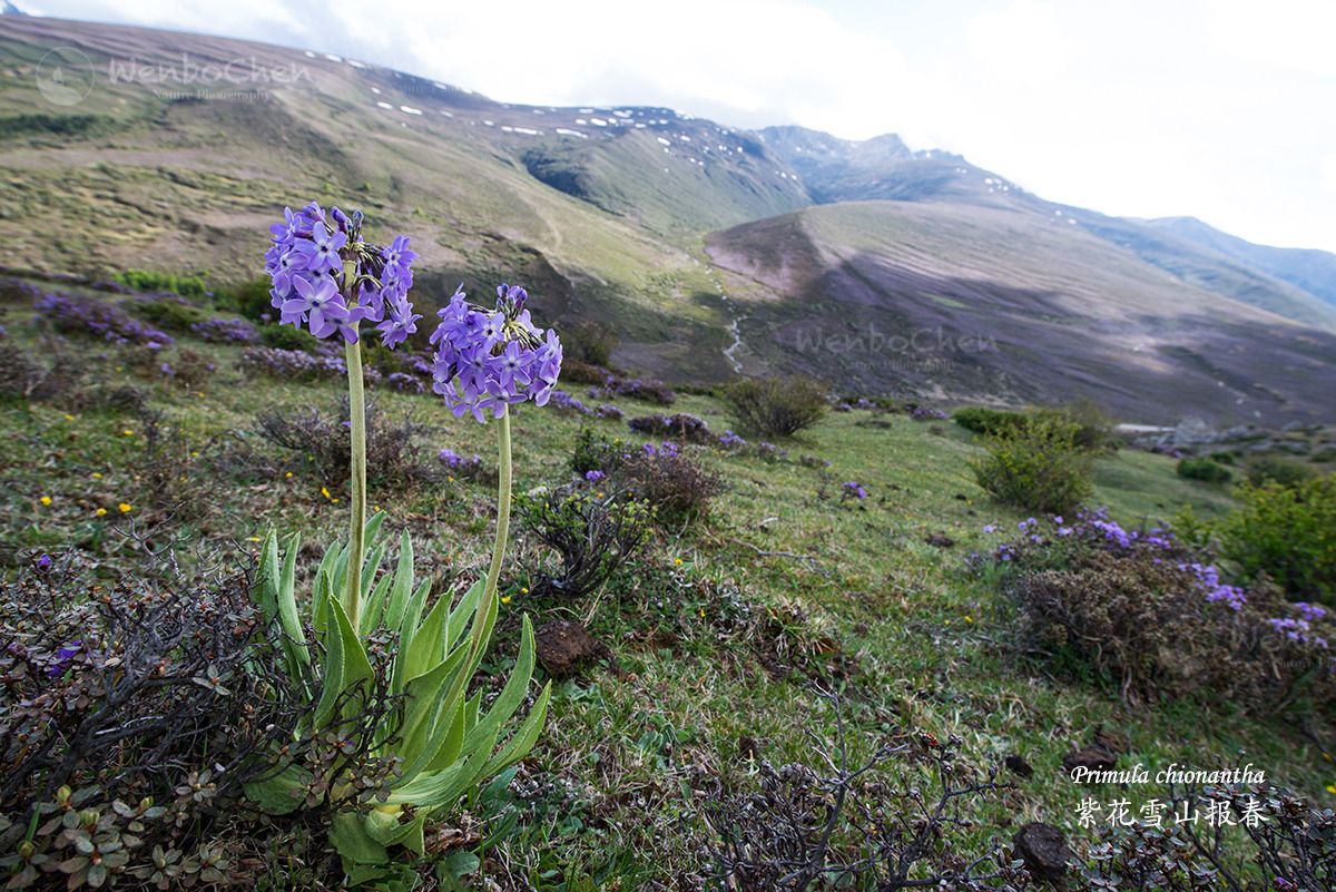 紫花雪山报春 （Primula chionantha）in Mt. Baima Yunnan, 4000m.