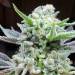 theworldweloveandhate: New close ups of my latest harvest