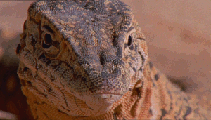 hootbird:chalkandwater:Life in Cold Blood - Dragons of the Dry (2008)shingleback!!!