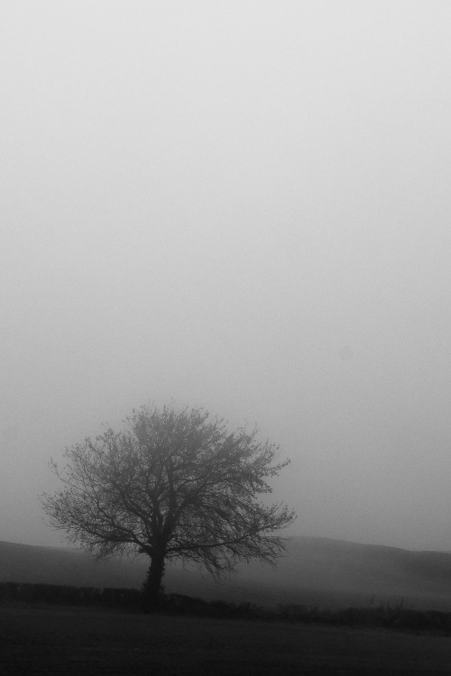 Foggy daysFor the @photosworthseeing “minimal”  November special