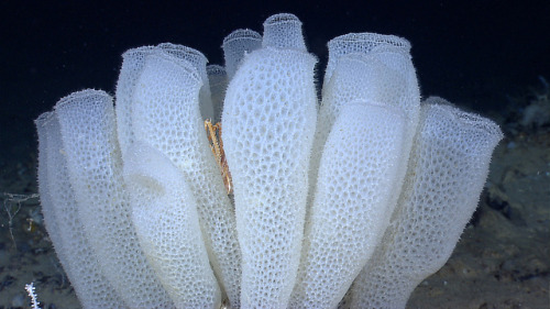 Venus’s Flower Basket Glass Sponge | ©NOAA Okeanos Explorer Program, Gulf of Mexico 2012 Expedition 