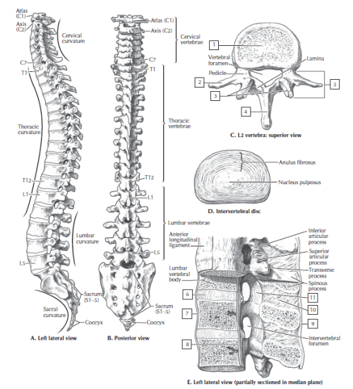 Vertebral Column! 