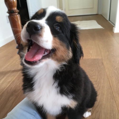 animalrates:  This is Noisette. She enjoy pats on the noggin. 13/10 would give plenty of pats