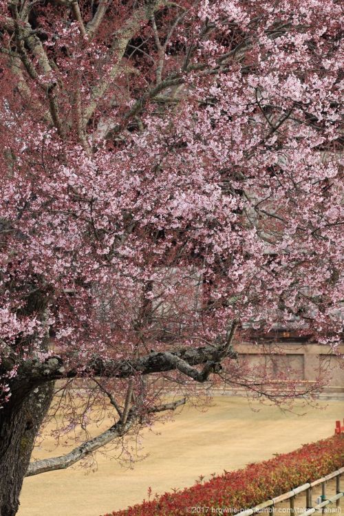 brownie-pics: ‘20.3.22 東大寺南大門・大仏殿、氷室神社にて ソメイヨシノの多くはまだこれから、といった感じですが、枝垂れ桜などの早い木から順に春を纏ってきています。