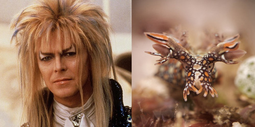 skunkbear:bowiebranchia:Skeptical and wise.There is a tumblr that pairs pictures of David Bowie with