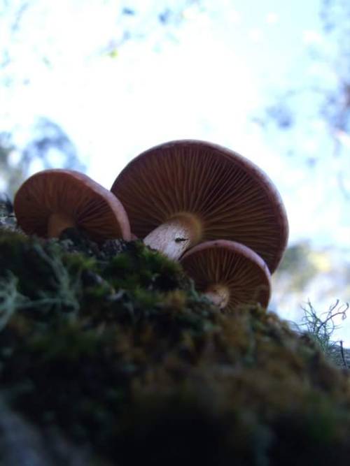 XXX mycology photo