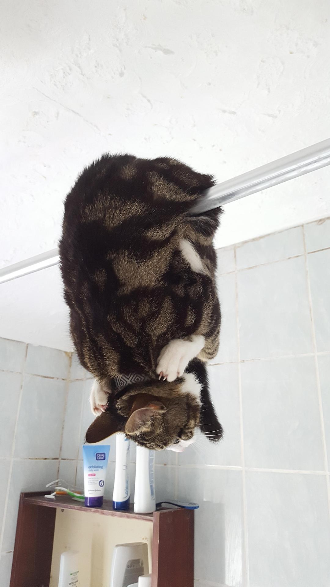 cute-pet-animals-aww:This is how my friend found the cat in the bathroom