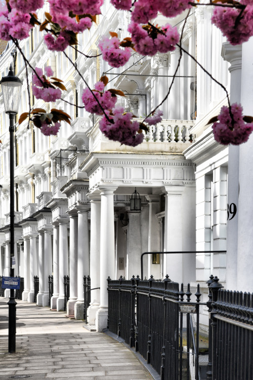 sometimeslondon:White terraced houses and cherry blossom, Courtfield Gardens, Kensington