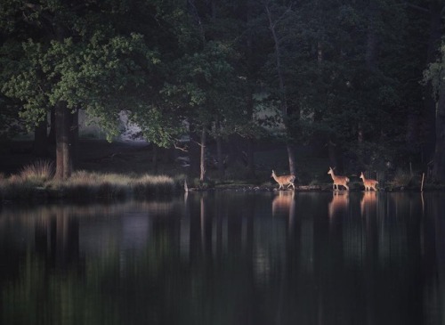 renamonkalou: Oh Deers!  Chaitanya DeshpandeErdő van idebenn. 