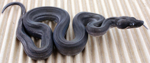 crispysnakes:The Eclipse boa (Leopard Colombian Motley).  Produced for the first time last year by K