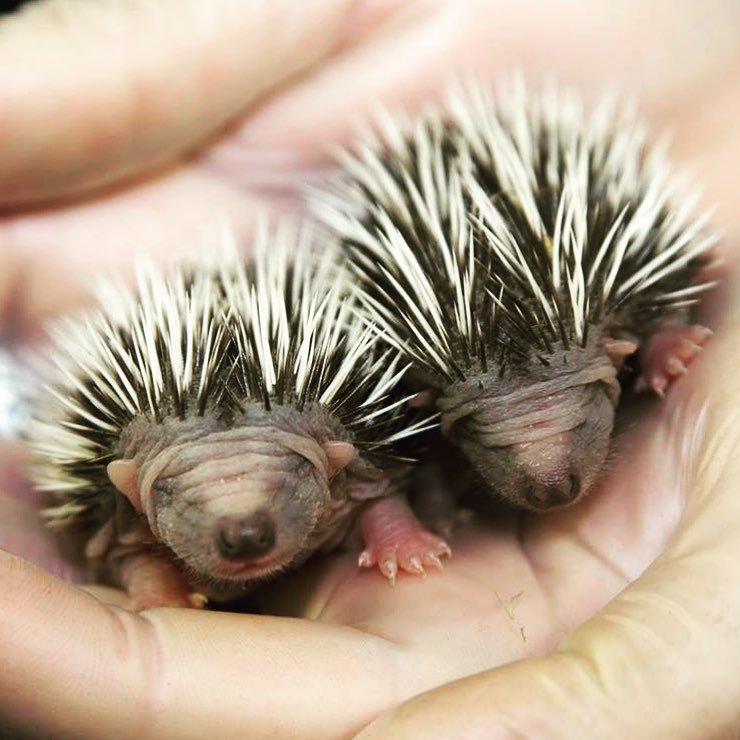 wildlifediary:  thebabyanimals  