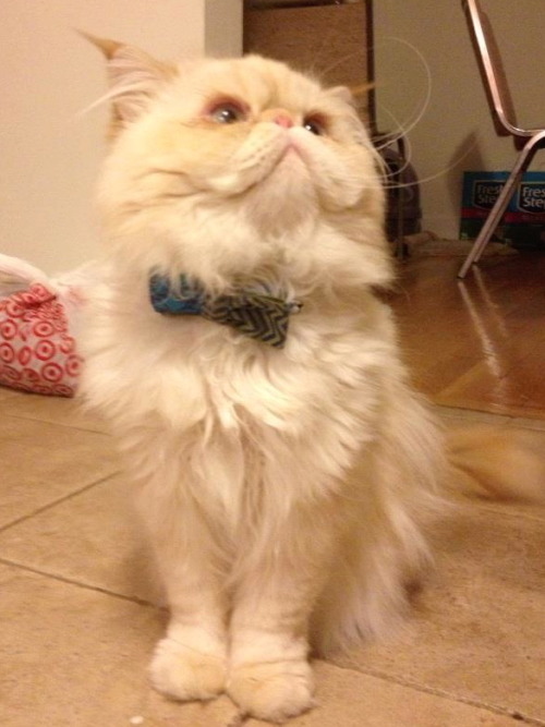lucifurfluffypants: Bow ties are cool