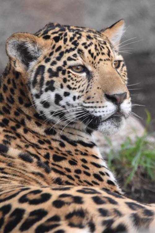 Porn sdzoo:  #DidYouKnow The native word for jaguar, photos