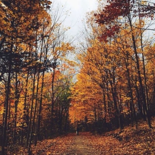 white-pumpkin:autumn [x]