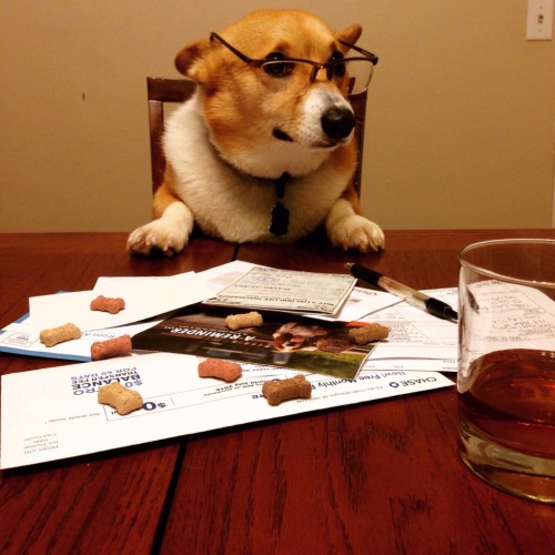 animal-factbook:  Unlike pugs, corgis are too lazy to be accountants. Despite giving them numerous amount of treats, they would not help you file your taxes.