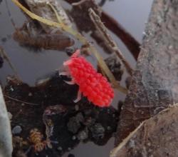 typhlonectes:  Unusual Raspberry-like Springtail