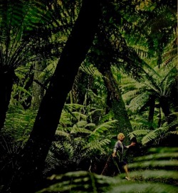 nemfrog:  Menacing tree ferns not far from Melbourne. Sunset. August 1962. Print ad photo. 